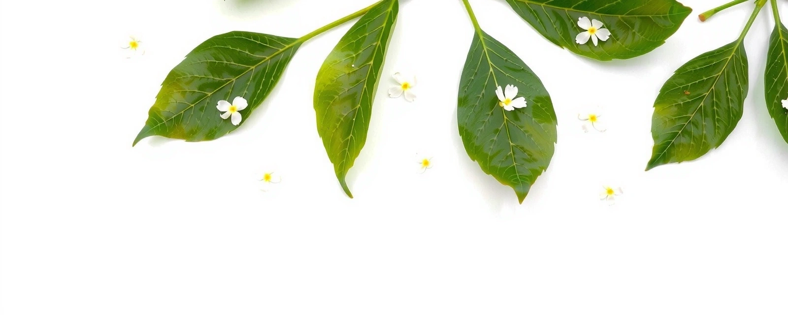 Elementos botánicos minimalistas como hojas verdes y flores delicadas sobre un fondo blanco, evocando productos de belleza natural